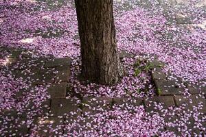 flor pétalas em a chão por aí árvore tronco foto