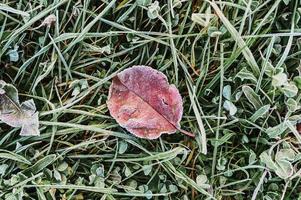 folhas de grama geladas congeladas no outono