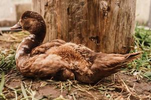 almíscar ou pato indo em uma fazenda em um galinheiro foto