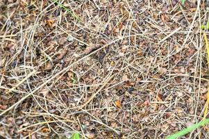 formigueiro da floresta feito de galhos de árvores com formigas de perto foto