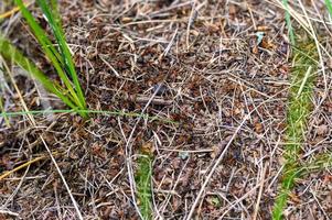 formigueiro da floresta feito de galhos de árvores com formigas de perto foto