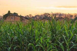 campo de milho e fundo de campo de milho foto