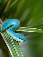 azul víbora serpente em ramo com Preto fundo, víbora serpente pronto para ataque, azul insularis cobra, animal fechar-se foto