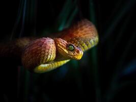 vermelho arbusto víbora Atheris squamigera dentro árvore foto