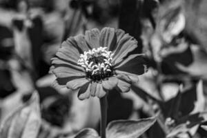 linda flor selvagem crescente zinnia elegans no prado de fundo foto