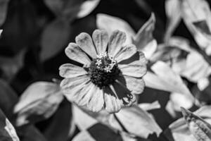 linda flor selvagem crescente zinnia elegans no prado de fundo foto