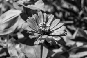 linda flor selvagem crescente zinnia elegans no prado de fundo foto