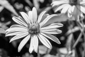 bela flor selvagem em crescimento áster falso girassol no prado de fundo foto