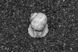 grande caracol de jardim com concha rastejando na estrada molhada, volte para casa foto