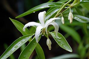 ai gerado baunilha flor cresce dentro a selvagem. gerado de artificial inteligência foto