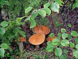 comestível cogumelos dentro a floresta lixo. cogumelos dentro a floresta-t foto