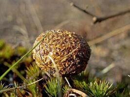 comestível cogumelos dentro a floresta lixo. cogumelos dentro a floresta-t foto