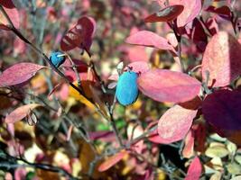 azul bagas do amoras em arbustos. bagas dentro a tundra foto