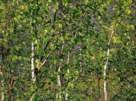 bétula com verde folhas dentro verão. matagal bétulas. foto