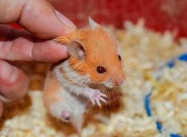 hamster dentro mão. hamster aguarde a nuca. hamster mantido com dedos foto