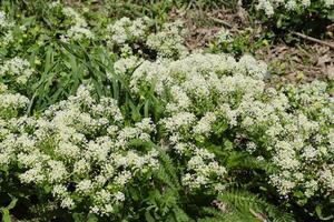 lepidium draba branco flores foto