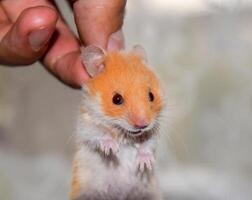 hamster dentro mão. hamster aguarde a nuca. hamster mantido com dedos foto