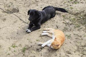 uma vermelho gato e uma Preto cachorro estão deitado lado de lado foto