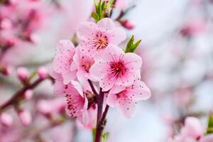 Primavera floração pêssego foto