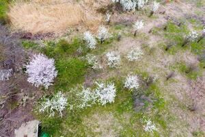 florescendo cereja ameixa. arável jardim, linhas do jovem árvores branco flores do ameixa árvores em a galhos do uma árvore. Primavera jardim. foto