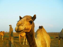 camelos no deserto foto