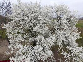 florescendo cereja ameixa. branco flores do ameixa árvores em a galhos do uma árvore. Primavera jardim. foto