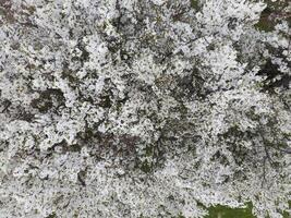 florescendo cereja ameixa. branco flores do ameixa árvores em a galhos do uma árvore. Primavera jardim. foto