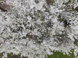 florescendo cereja ameixa. branco flores do ameixa árvores em a galhos do uma árvore. Primavera jardim. foto