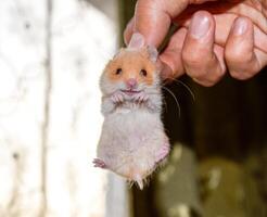 hamster dentro mão. hamster aguarde a nuca. hamster mantido com dedos foto