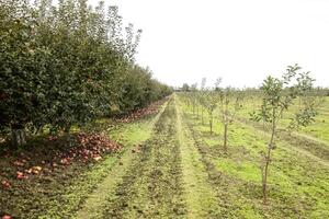 maçã Pomar. linhas do árvores e a fruta do a terra debaixo t foto