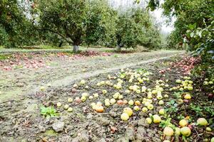 maçã Pomar. linhas do árvores e a fruta do a terra debaixo a árvores foto