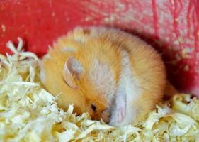 hamster casa dentro guardando dentro cativeiro. hamster dentro serragem. vermelho hamster foto