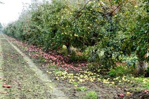 maçã Pomar. linhas do árvores e a fruta do a terra debaixo a árvores foto