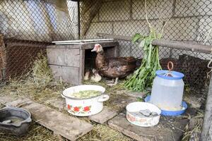 muscovy Pato mãe com patinhos. foto