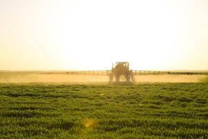 trator em a pôr do sol fundo. trator com Alto rodas é fazer fertilizante em jovem trigo. a usar do finamente disperso spray produtos químicos foto