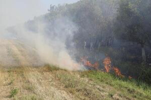 fogo dentro a floresta. fogo e fumaça dentro a floresta lixo. a Relva é queimando dentro a floresta. floresta incêndios foto