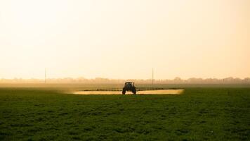 trator em a pôr do sol fundo. trator com Alto rodas é fazer fertilizante em jovem trigo. foto