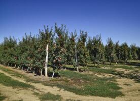 maçã Pomar. linhas do árvores e a fruta do a terra debaixo t foto