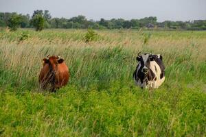 vacas dentro a pasto. dois vacas. foto