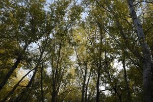 Visão a partir de a inferior acima dentro uma floresta do prata choupos. fundo do a céu e árvores outono dentro a floresta. foto