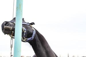 a cavalo caminhou por aí a estádio foto