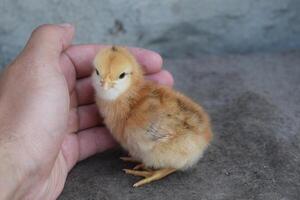 frango dentro uma Palma foto