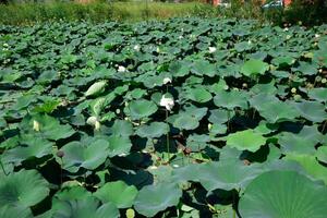 lagoa com lótus. lótus dentro a crescendo temporada. decorativo plantas dentro a lagoa foto