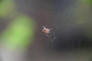 pequeno aranha dentro dele rede do araneus. Lovcen aranha rede foto