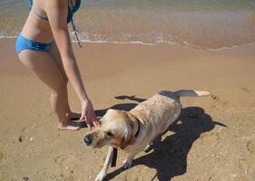 jogos com uma cachorro em a de praia. uma cachorro é uma amigo do cara. foto