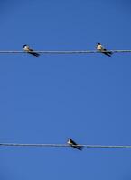 andorinhas em a fios. andorinhas contra a azul céu. a engolir foto