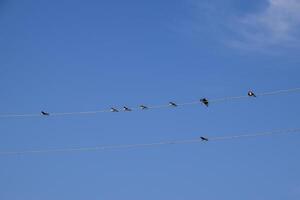 andorinhas em a fios. andorinhas contra a azul céu. a engolir foto