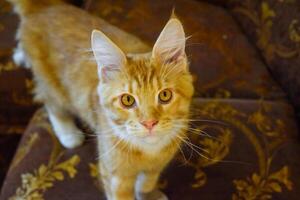 gigante maine coon gato. Mainecoon gato, Reprodução do de raça pura gatos às casa foto