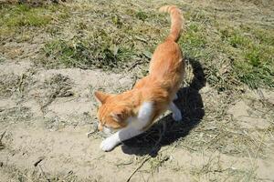 vermelho gato em uma sujeira estrada. foto