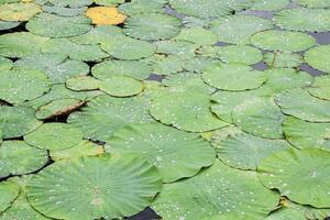 lírios. folhas do lótus dentro a lago. água gotas em lótus folhas foto